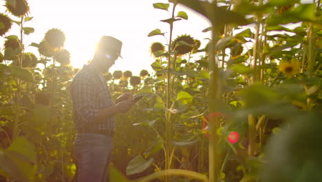 The-farmer-uses-modern-technology-in-the-field.-A-man-in-a-hat-goes-into-a-field-of-sunflowers-at-sunset-holding-a-tablet-computer-looks-at-the-plants-and-presses-the-screen-with-his-fingers.-Slow-motion